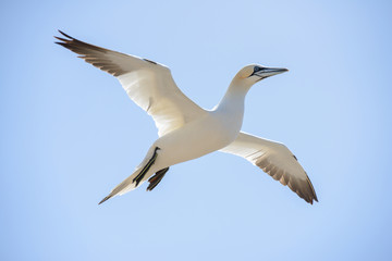 Fototapeta na wymiar Northern gannet in the sky.