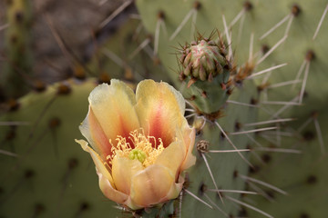 Kaktus im Saguaro-Nationalpark, Arizona, USA