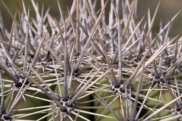 Kaktus im Saguaro-Nationalpark, Arizona, USA