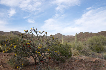 Fototapeta premium Saguaro-Nationalpark, Arizona, USA