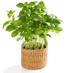 Naklejka premium Fresh herb basil