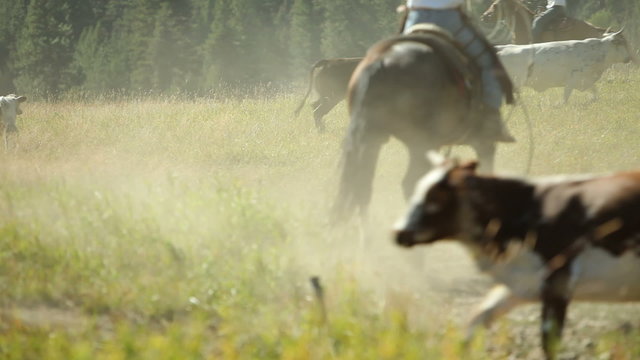 Cowboys on horseback herding cattle