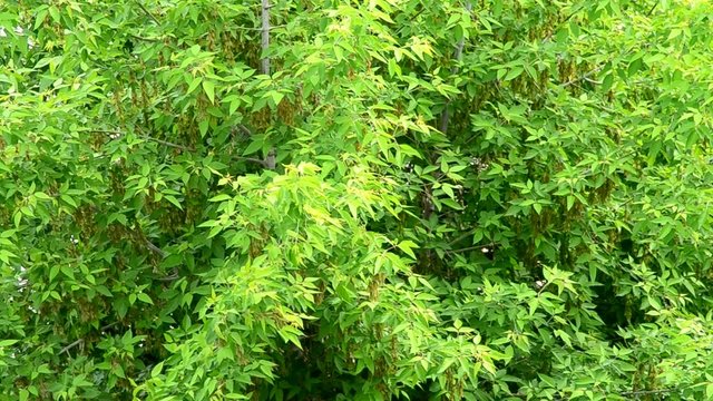 Background of lush green box elder tree foliage blown by wind