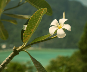 Frangipani