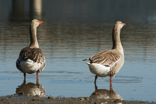 grey geese on a lake