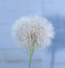 Dandelion, spring flower. Light nature background. Place for tex