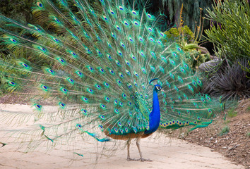 Obraz premium Male Indian Peacock