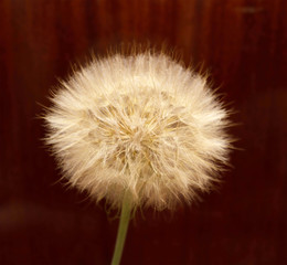 Dandelion, spring flower. Light nature background. Place for tex