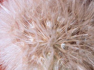 dandelion seeds close-up, close-up, texture