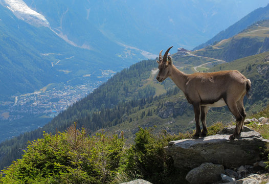 Bouquetinor Ibex on a rocky alpine mountain looking down at the Chamonix valley