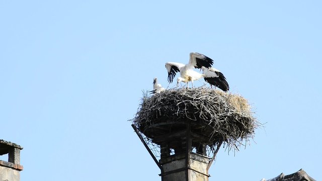 Storch im Nest mit Jungen