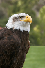 bald eagle head close up portrait