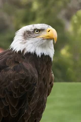 Foto op Plexiglas bald eagle head close up portrait © GDM photo and video