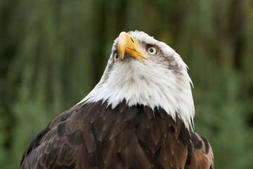 bald eagle head close up portrait