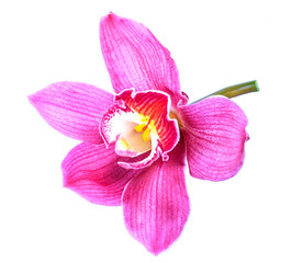 Fototapeta na wymiar Beautiful Flower Orchid close up isolated on white background