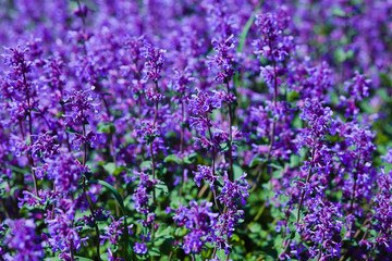 abstract violet flowers on field