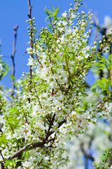 bush of white flowers, blossom