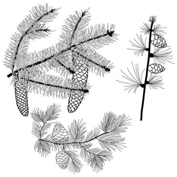 Black and white conifer branches with needles and cones