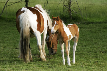 Naklejka na ściany i meble foal and mare horses white and brown in the field