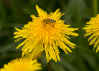 Bee on a flower