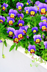 Stiefmütterchen in Blumentrog