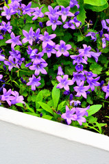 Glockenblume im Blumentrog