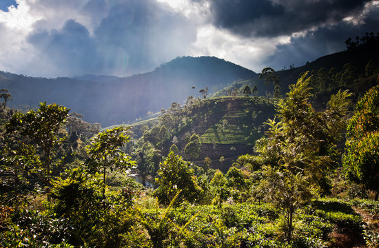 Tea plantation landscape in Sri Lanka