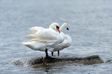 Couple swan