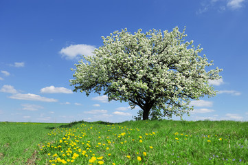 Tree in the spring