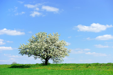 Fototapeta na wymiar Tree in the spring