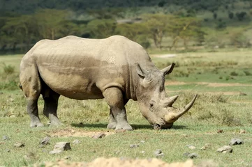 Foto op Plexiglas Rhino © byrdyak