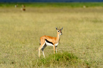 Thomson's gazelle