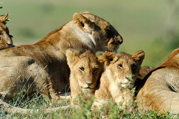 Lion in the grass of Masai Mara, Kenya