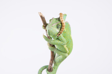Amazing chameleon with larva on the head (background, studio)