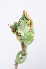 Obraz premium Amazing chameleon with larva on the head (background, studio)