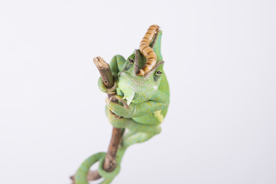 Beautiful chameleon with larva on the head (studio, wallpaper)