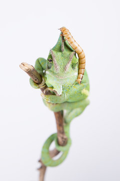 Amazing chameleon with larva on the head (background, studio)