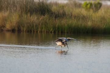 Reddish Egret feeding