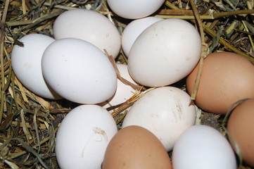 куриные яйца