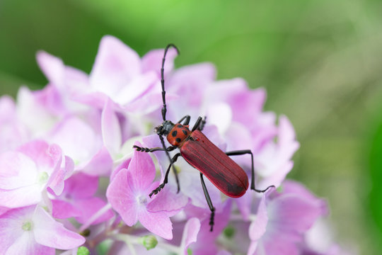 6 665 件の最適な 髪切虫 画像 ストック写真 ベクター Adobe Stock