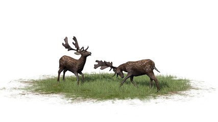 deer isolated on white background