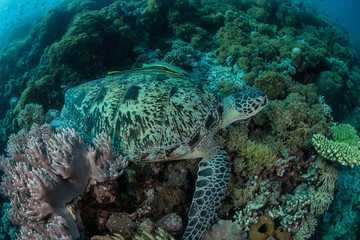 Naklejka na ściany i meble Green Sea Turtle Underwater