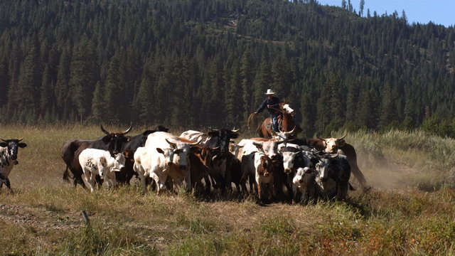 Cowboys herding cattle, slow motion
