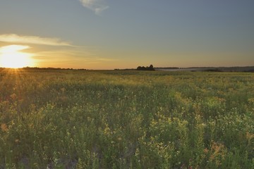 Fototapeta premium Закат в поле