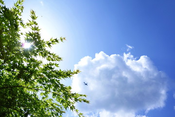 新緑と夏空と入道雲