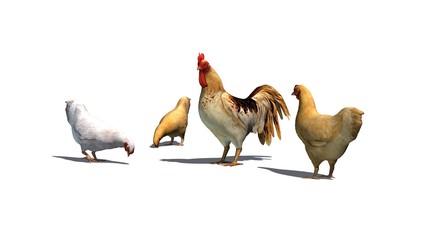 Rooster and chickens - isolated on white background