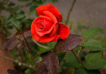 beautiful red rose in a garden