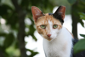 Obraz premium Feral Calico Cat