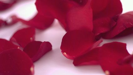 Valentine's Day rose petals falling
