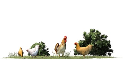Rooster and chickens - isolated on white background